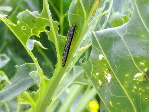 Image of Cross-striped Cabbageworm