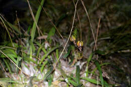 Image of Tampa butterfly orchid