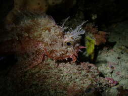 Image of Western red rockcod