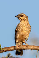 Image of Donaldson Smith's Sparrow-Weaver