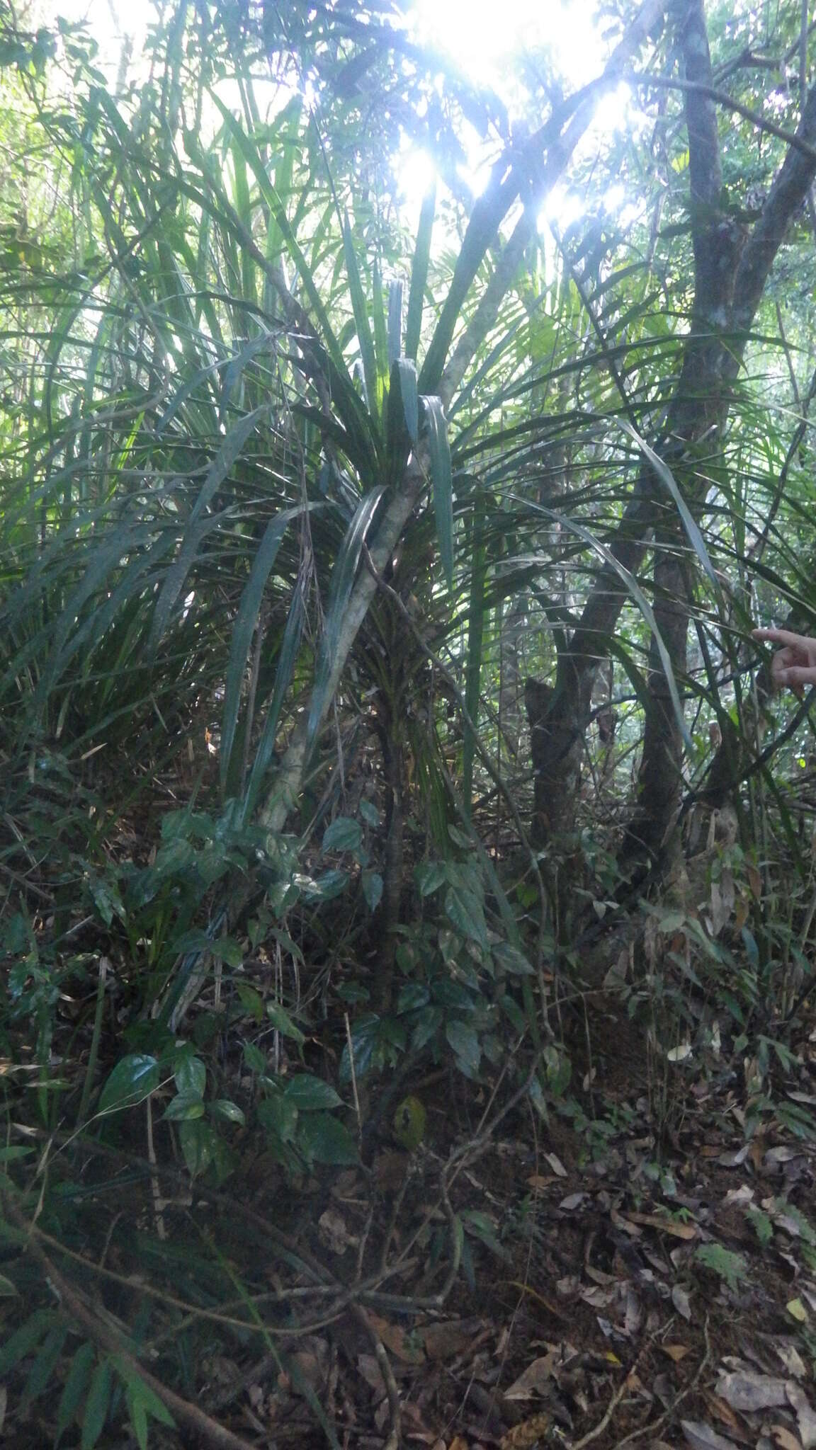 Image of Dracaena xiphophylla Baker