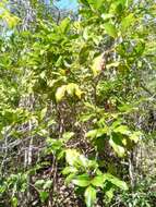 Image of Bathiorhamnus reticulatus (Capuron) Callm., Phillipson & Buerki