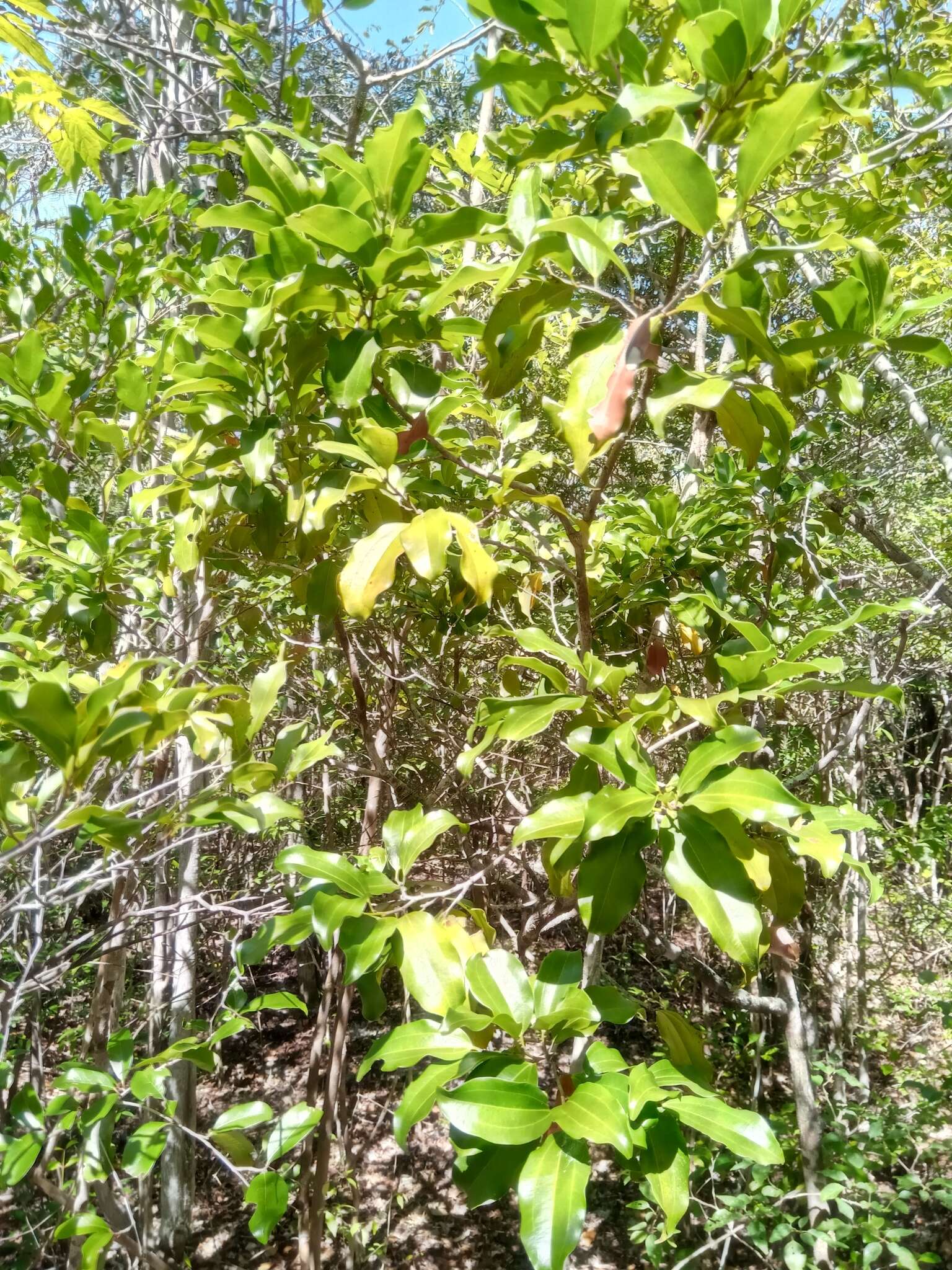 Image of Bathiorhamnus reticulatus (Capuron) Callm., Phillipson & Buerki
