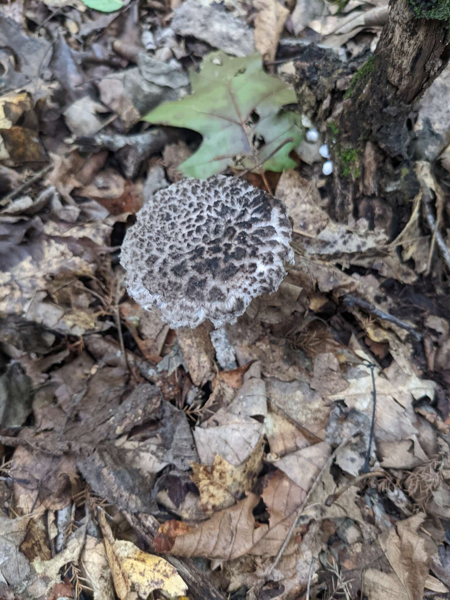 Слика од Strobilomyces confusus Singer 1945