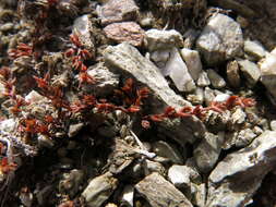 Sivun Crassula multicaulis (Petrie) A. P. Druce & D. R. Given kuva