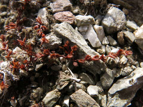 Image of Crassula multicaulis (Petrie) A. P. Druce & D. R. Given