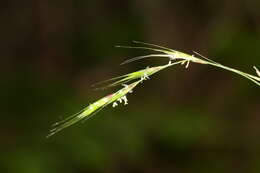 Image of Schizachne purpurascens subsp. callosa (Turcz. ex Griseb.) T. Koyama & Kawano