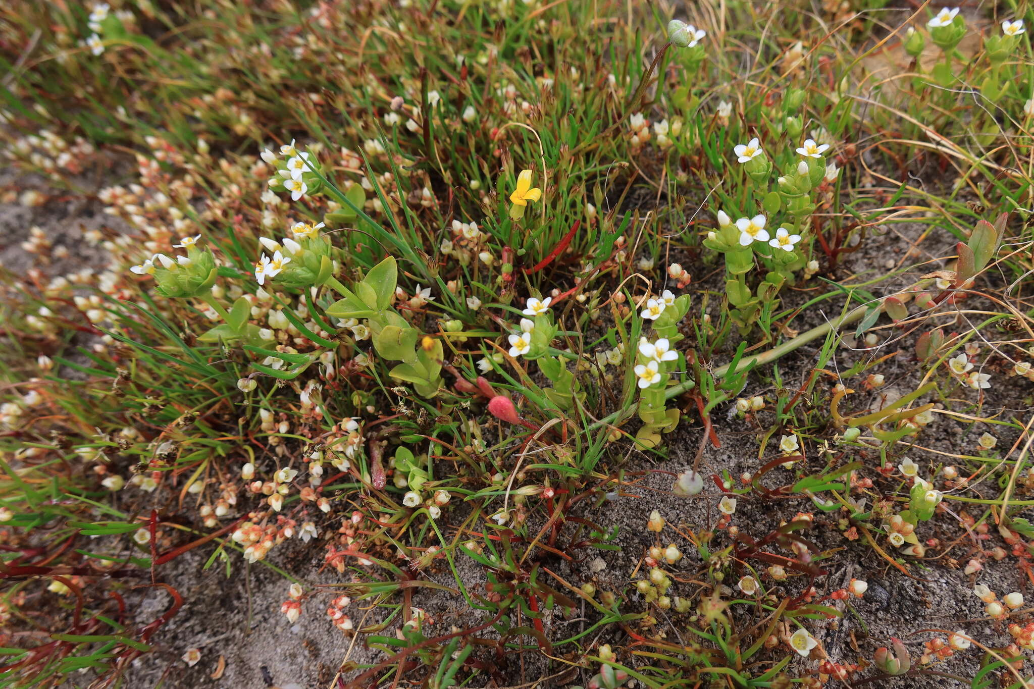 Image de Sebaea minutiflora Schinz