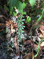 Image of Galium aschenbornii S. Schauer