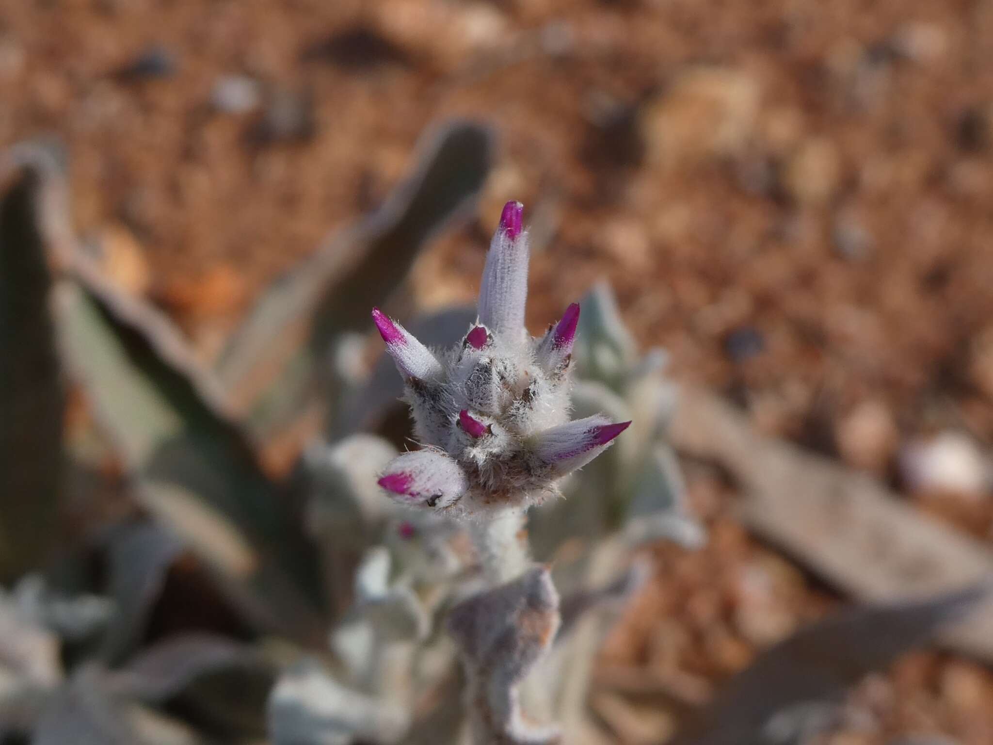 Ptilotus sessilifolius (Lindley) G. Benl的圖片