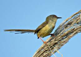 Prinia flaviventris (Delessert 1840) resmi