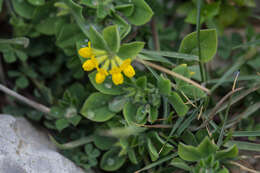 Image of Southern Bird's-foot-trefoil