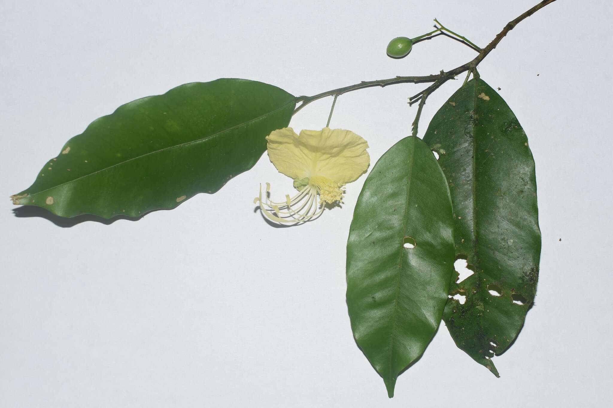 Image of <i>Swartzia costaricensis</i>