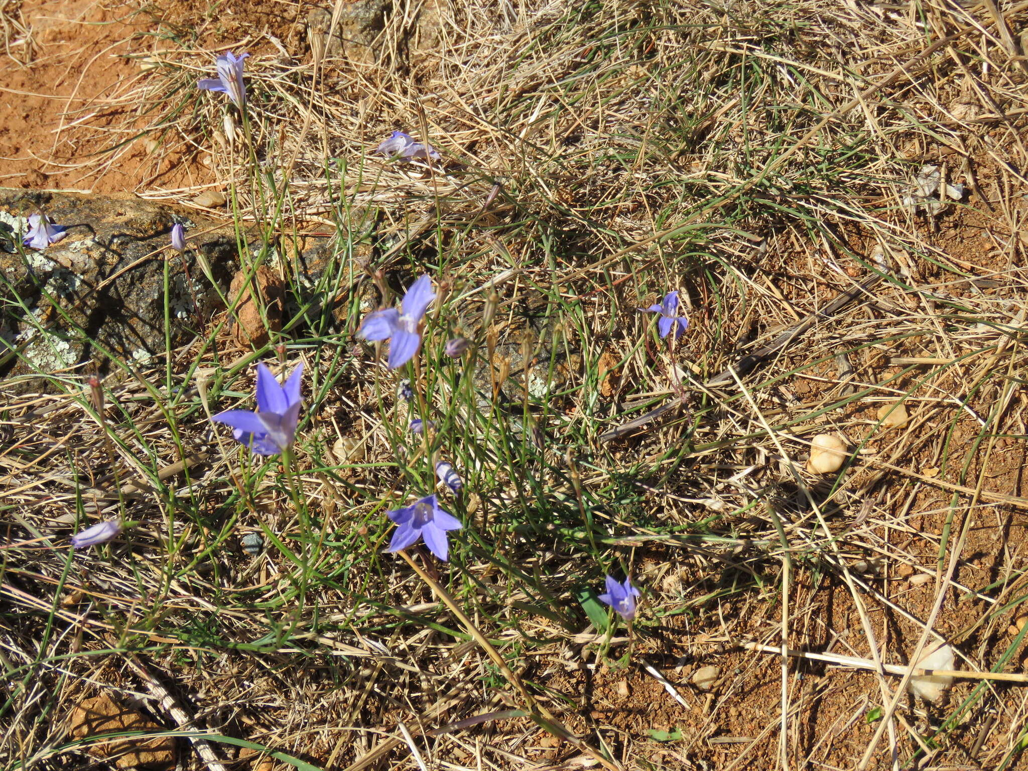 Image of Wahlenbergia capillaris (G. Lodd.) G. Don