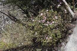 Imagem de Rhododendron macrosepalum Maxim.