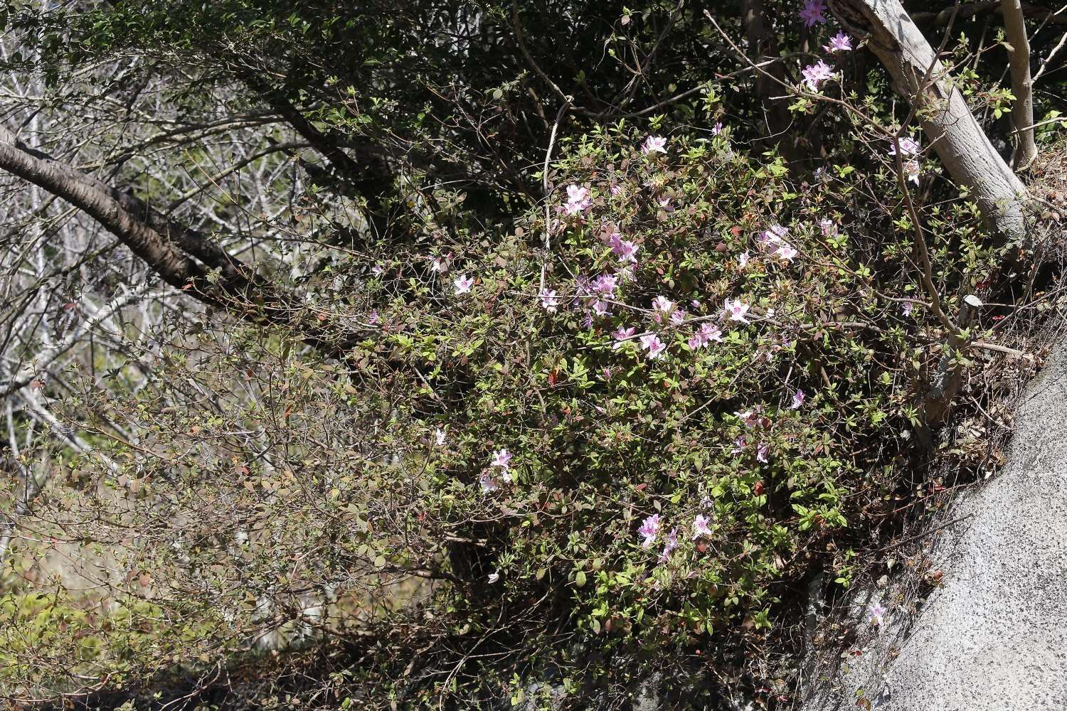 Plancia ëd Rhododendron macrosepalum Maxim.