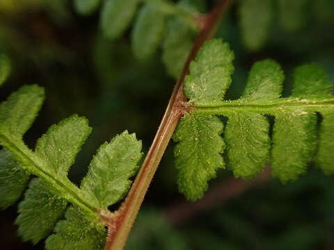 Athyrium oppositipennum var. pubescens (Tag.) Tag.的圖片