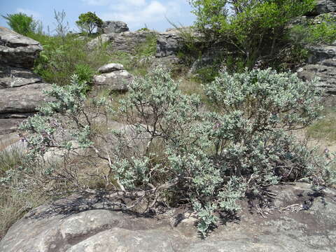 صورة Syncolostemon incanus (Codd) D. F. Otieno