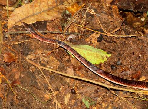 Image of Tschudi's False Coral Snake