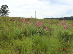 Imagem de Watsonia densiflora Baker