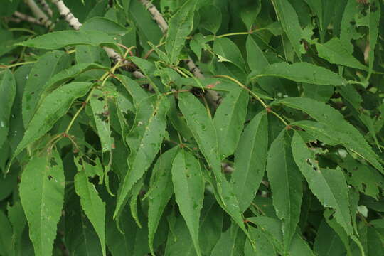 Image of Manchurian ash