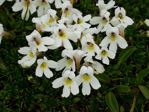 Imagem de Euphrasia revoluta Hook. fil.