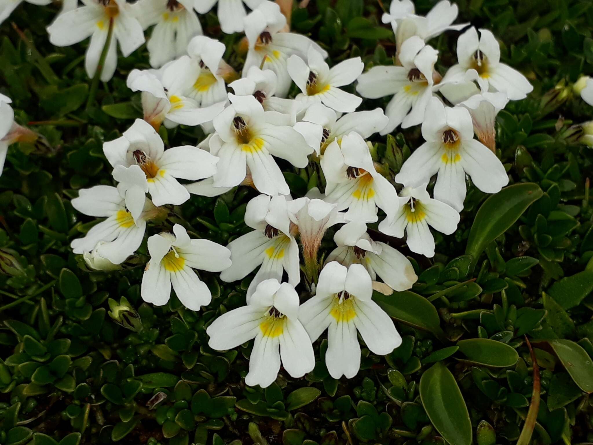 Imagem de Euphrasia revoluta Hook. fil.