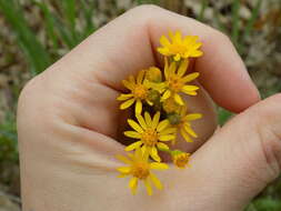 Image of golden ragwort