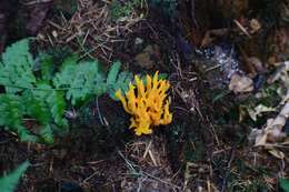 Image of Calocera viscosa (Pers.) Fr. 1821