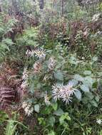 Image de Olearia tomentosa (Wendl.) DC.