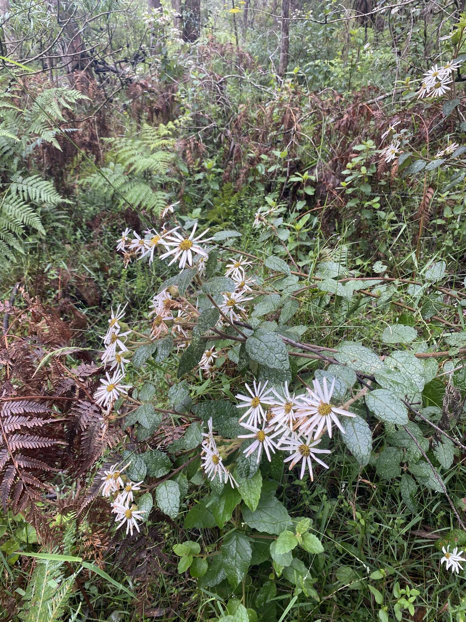 Image of Olearia tomentosa (Wendl.) DC.