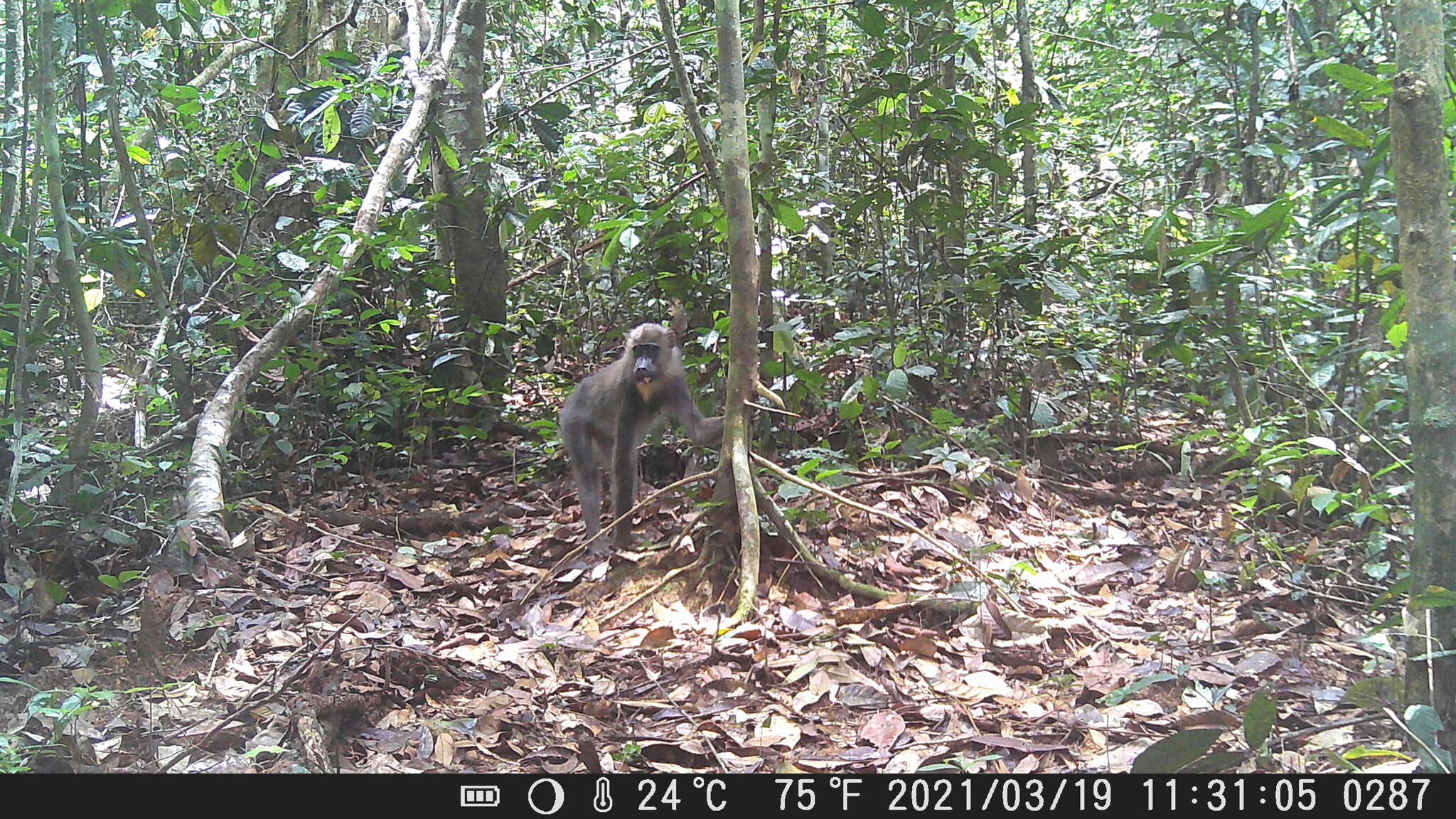 Image of Mandrill