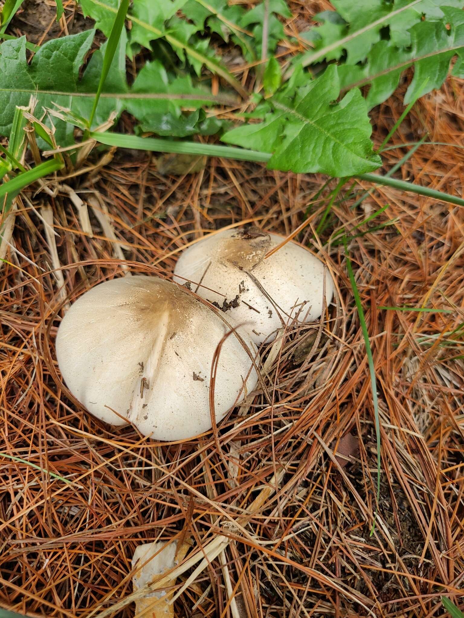 Image of Eastern Flat-topped Agaricus