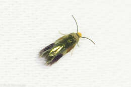 Image of Stigmella resplendensella (Chambers 1875) Newton et al. 1982