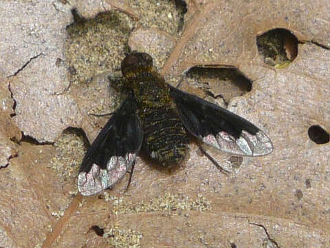 Image of Hemipenthes webberi (Johnson 1919)