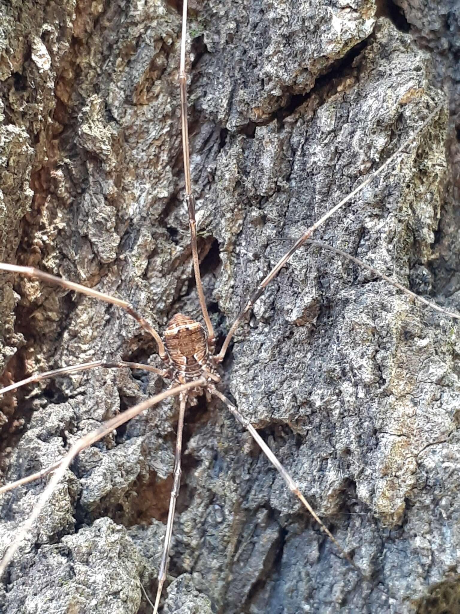 Image of Golden Harvestman