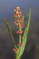 Rumex bidens R. Br. resmi