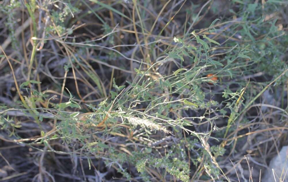 Image of Texas nightshade