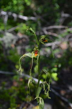 Image of Bipinnula volkmannii Kraenzl.