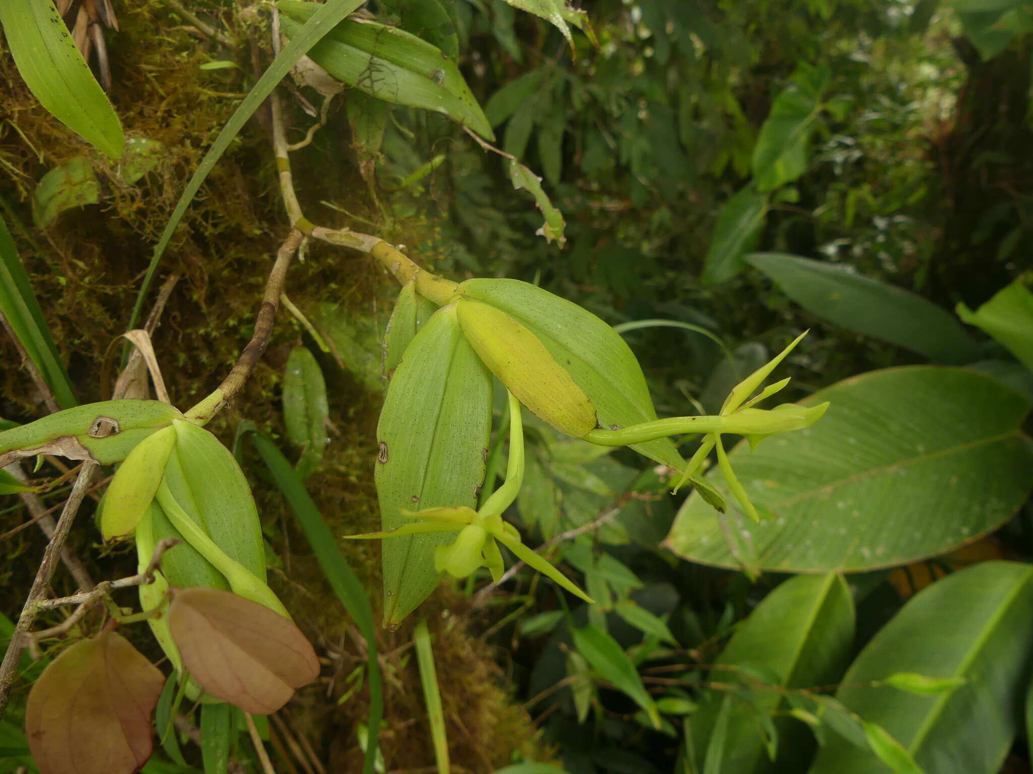 Слика од Epidendrum geminiflorum Kunth