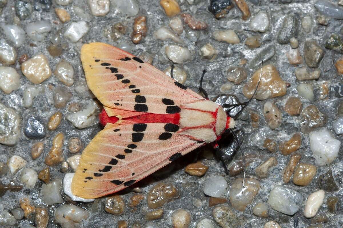 Imagem de Spilosoma ericsoni Semper 1899