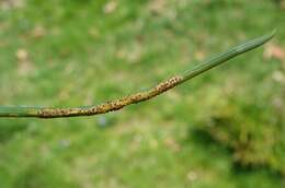 Image of Puccinia liliacearum Duby 1830