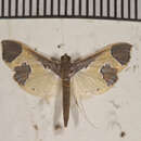 Image of Syllepis hortalis Walker 1859