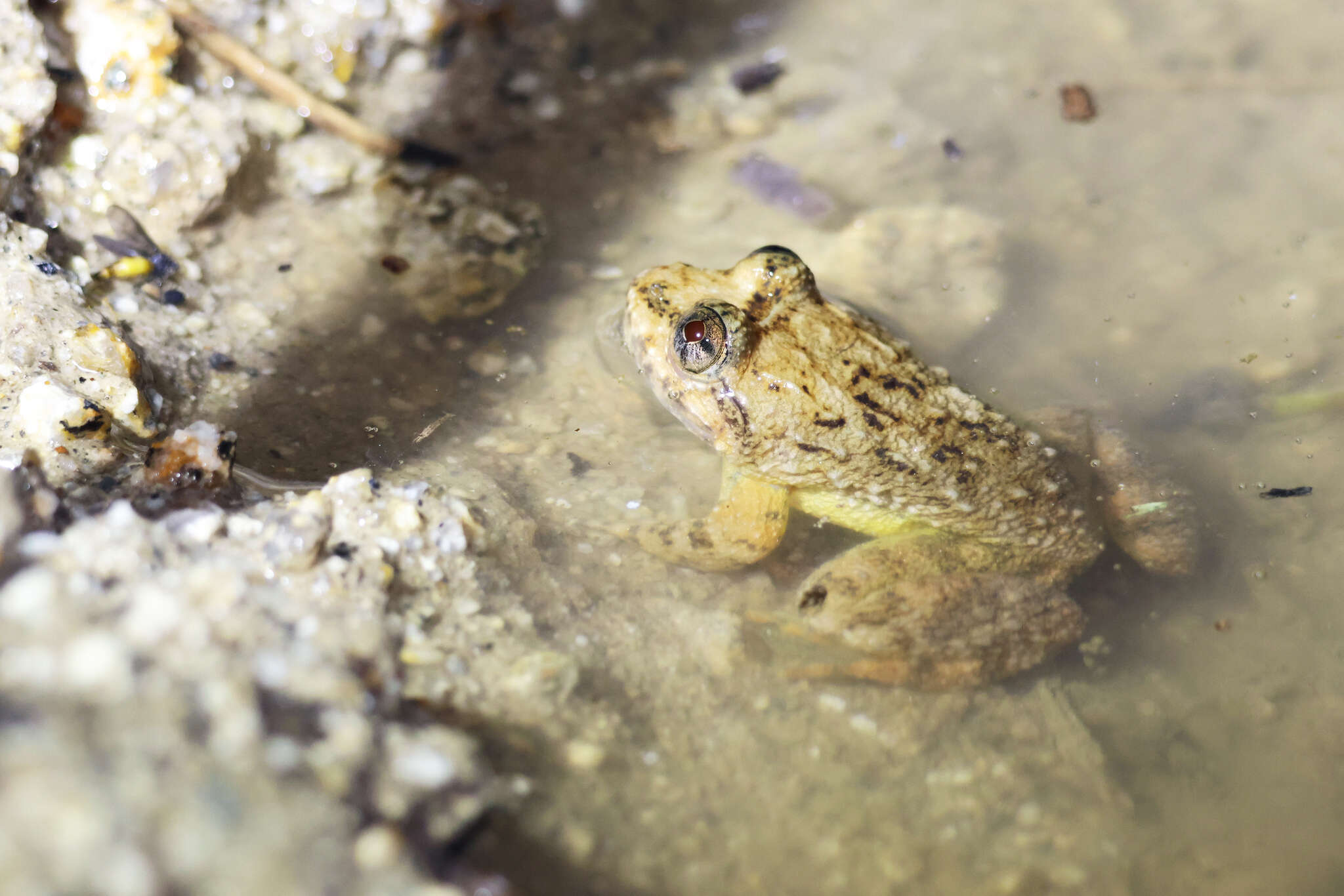 Image of Limnonectes taylori Matsui, Panha, Khonsue & Kuraishi 2010