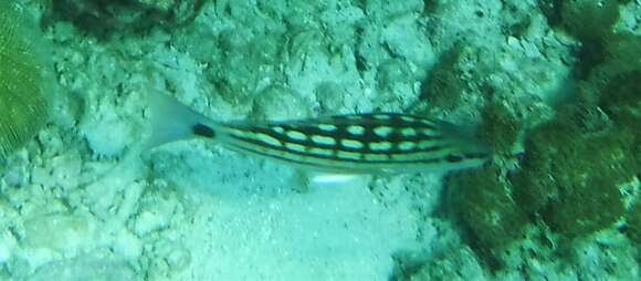 Image of Checkered Seaperch