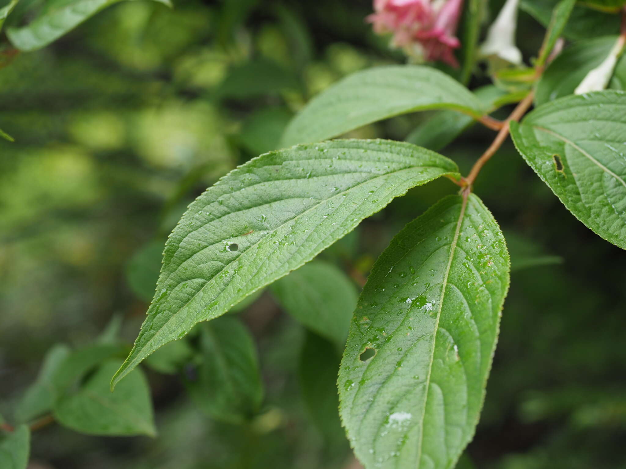 Image of Weigela decora (Nakai) Nakai