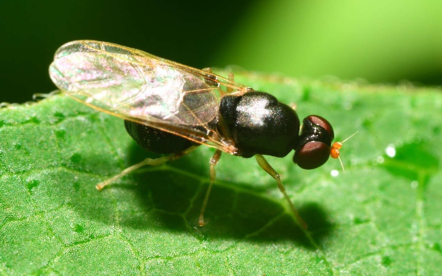 Image of Pachygaster leachii Curtis 1824