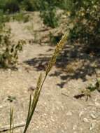 Plancia ëd Sesleria alba Sm.