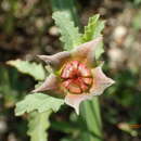 Image of Wright's false mallow