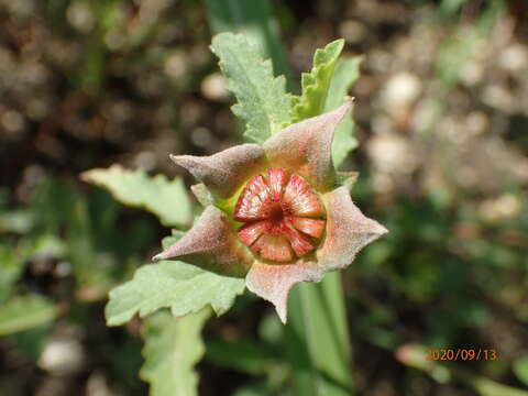 Imagem de Malvastrum aurantiacum (Scheele) Walp.